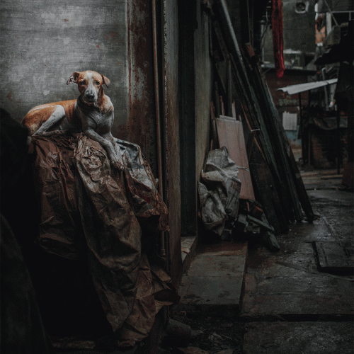 Cremations : Dissolution of Balance